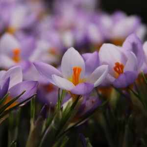 Krokuss "Firefly"
